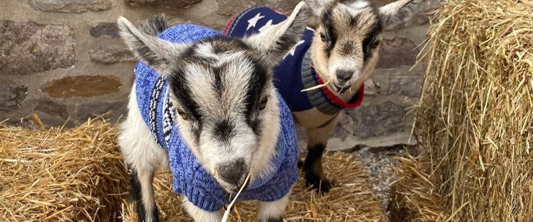 Dua Lipa Later Clarified That the Goats Were Fine and Living on a Farm, While the Roast Was Christmas Meal