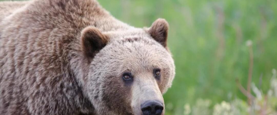 Grizzly Attack in Bella Coola Critically Injures Two Students