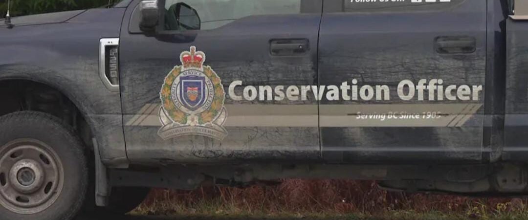 Sow and Cubs Suspected in Grizzly Attack on Bella Coola School Group: A Community Shaken